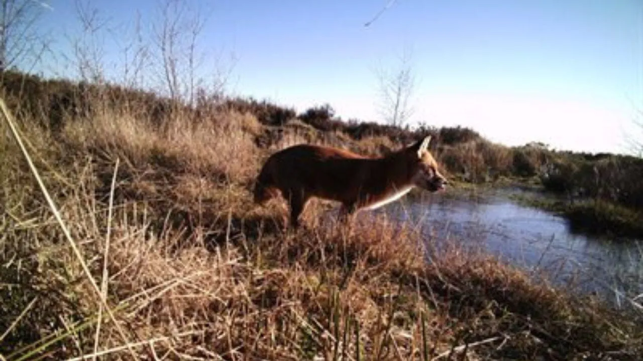 Fox near a river