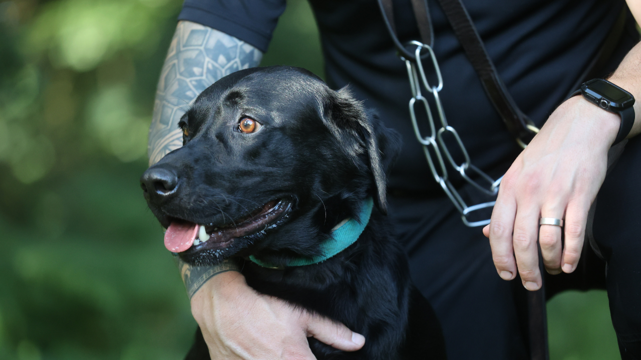 A Nottinghamshire Police dog. A Nottinghamshire Police dog.